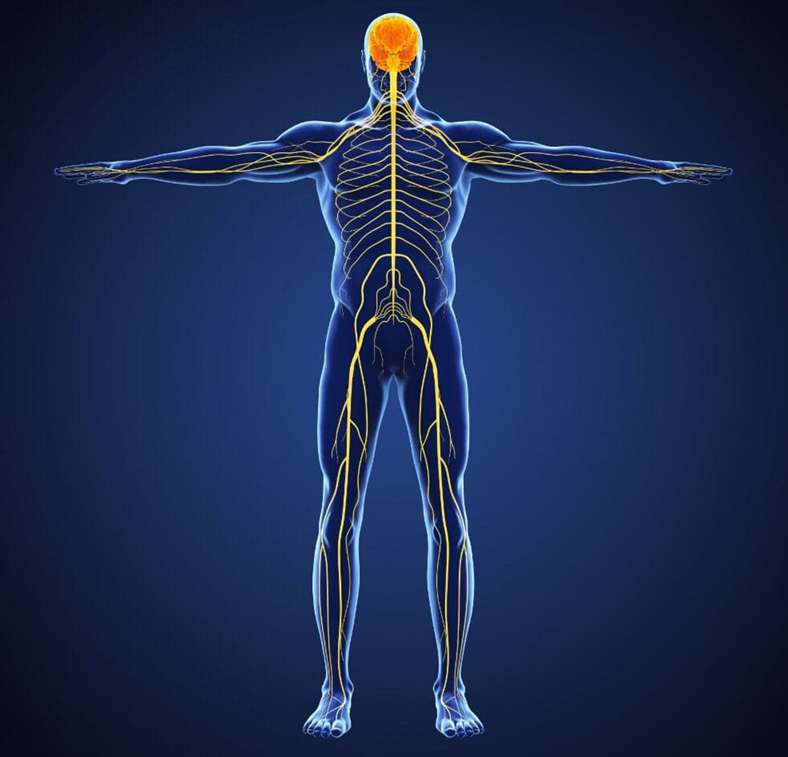 _0001_disunciones-neurolgicas-2